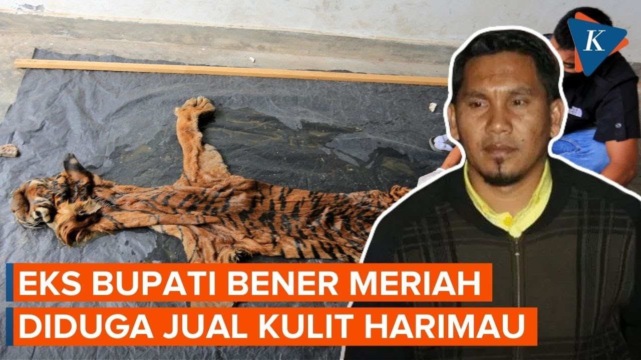 Mantan Bupati Bener Meriah Ditangkap karena Diduga Jual Kulit Harimau