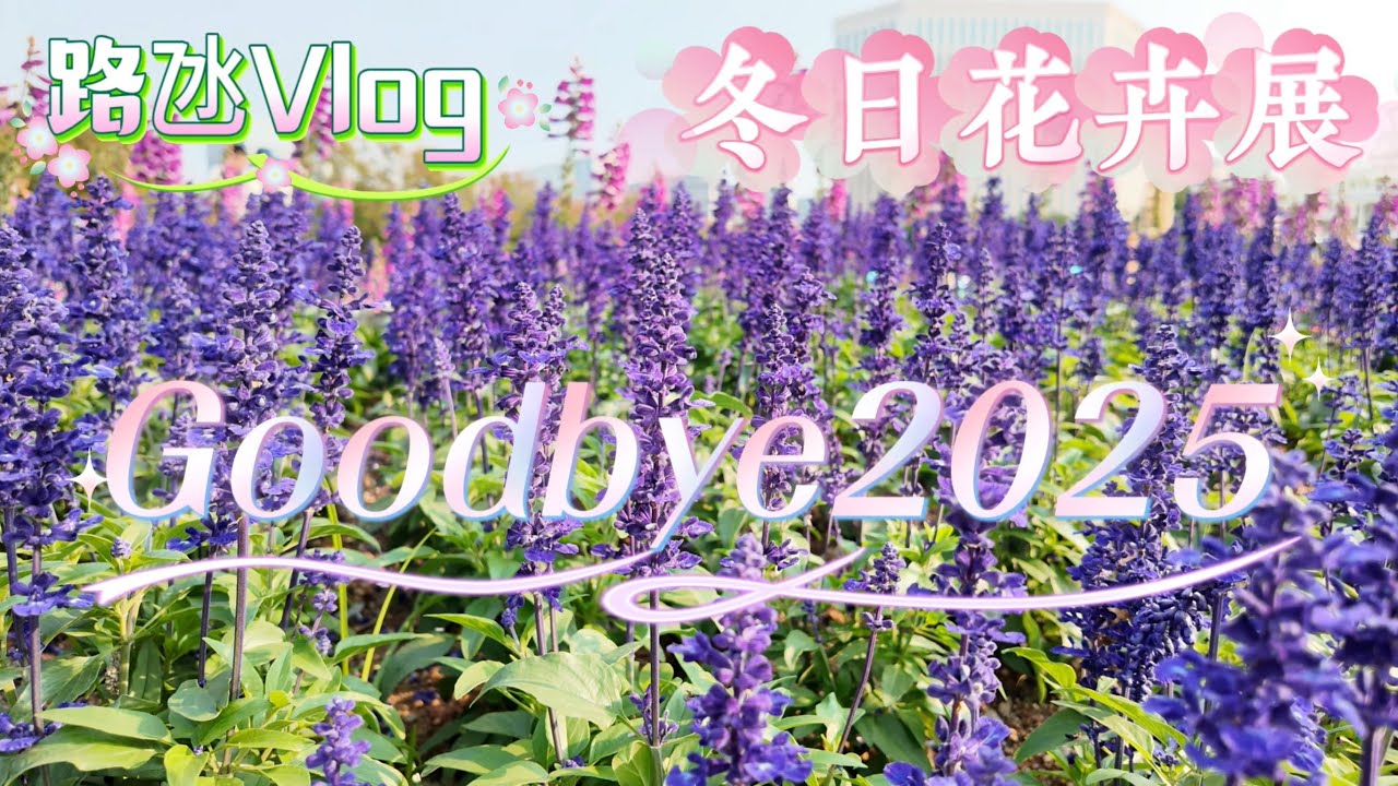 【再見2025】冬季花卉展“紫色花田”￼3萬盤各式各樣紫色花卉￼｜官也街｜龍環葡韻｜生態步道｜新濠影滙｜永利皇宮“馥樂庭￼”｜澳門12月vlog￼