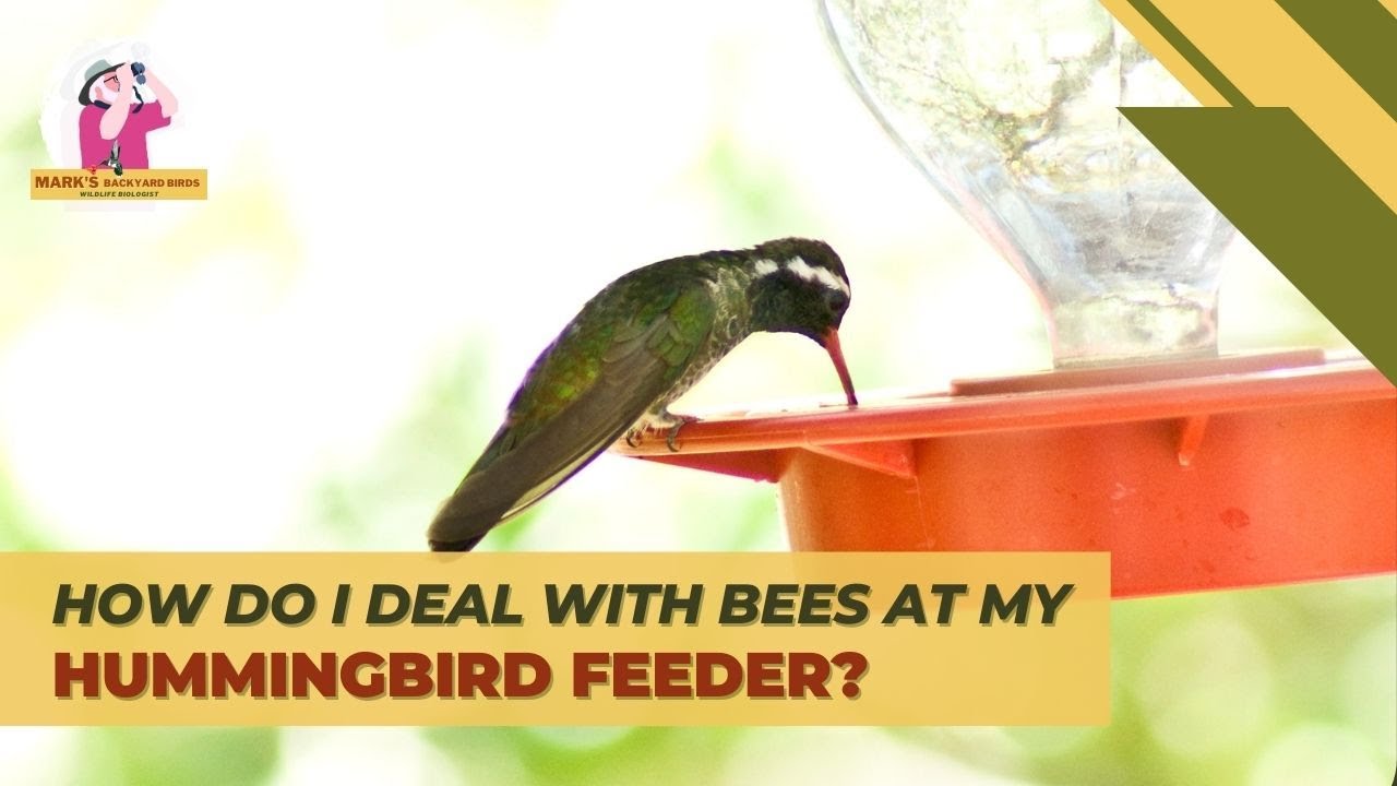 Перехитрите пчел и защитите свою кормушку для колибри