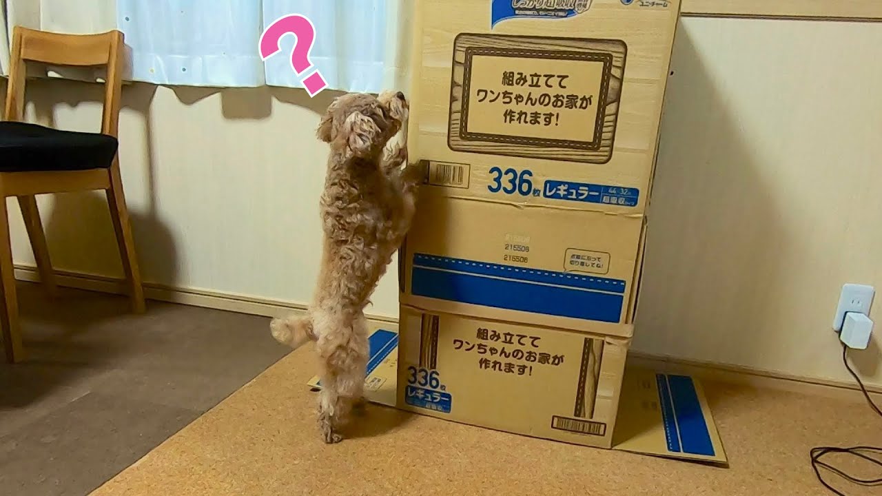 【モニタリング】突然パパがダンボールに隠れてたら犬は気づくのか？【トイプードル】
