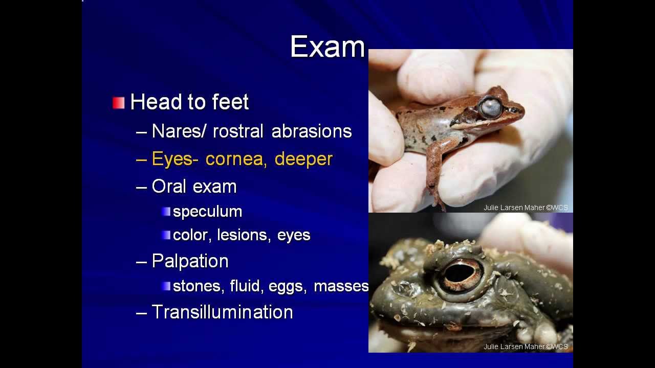 Amphibian Medicine Tutorials: Physical Examination