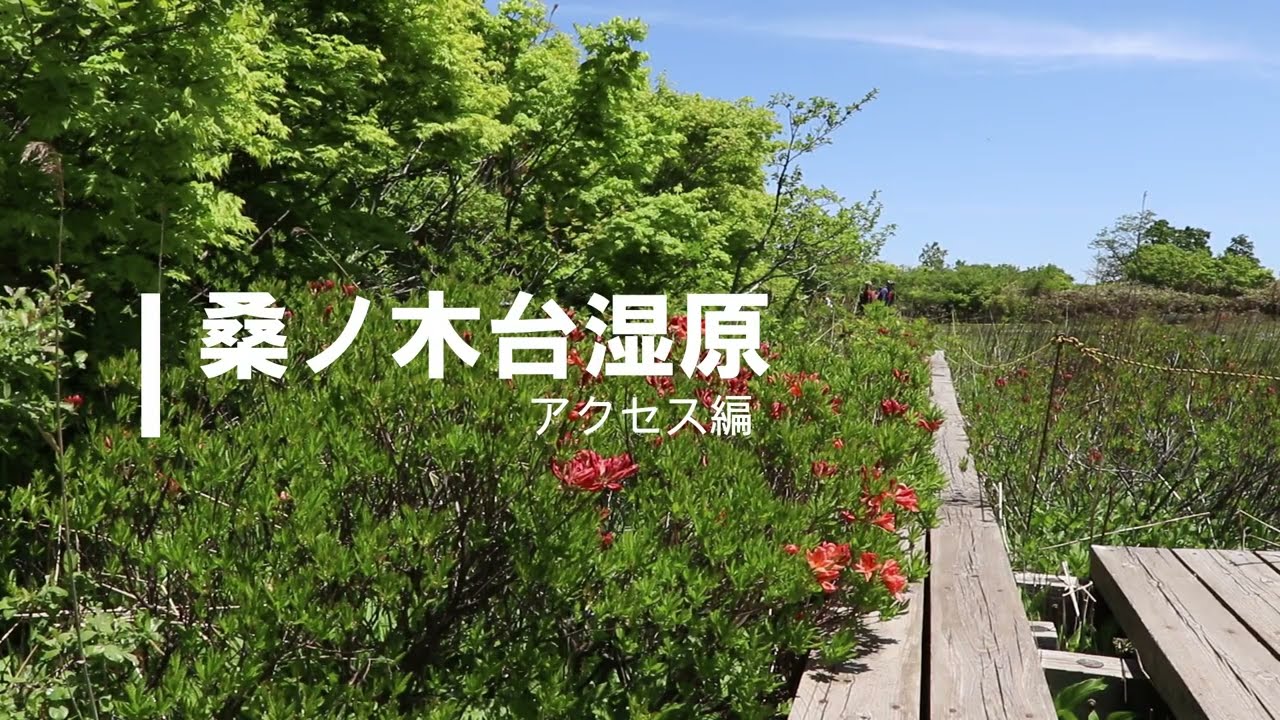 【秋田県由利本荘市】初夏の観光名所「桑ノ木台湿原」へのアクセス方法をご紹介します！！