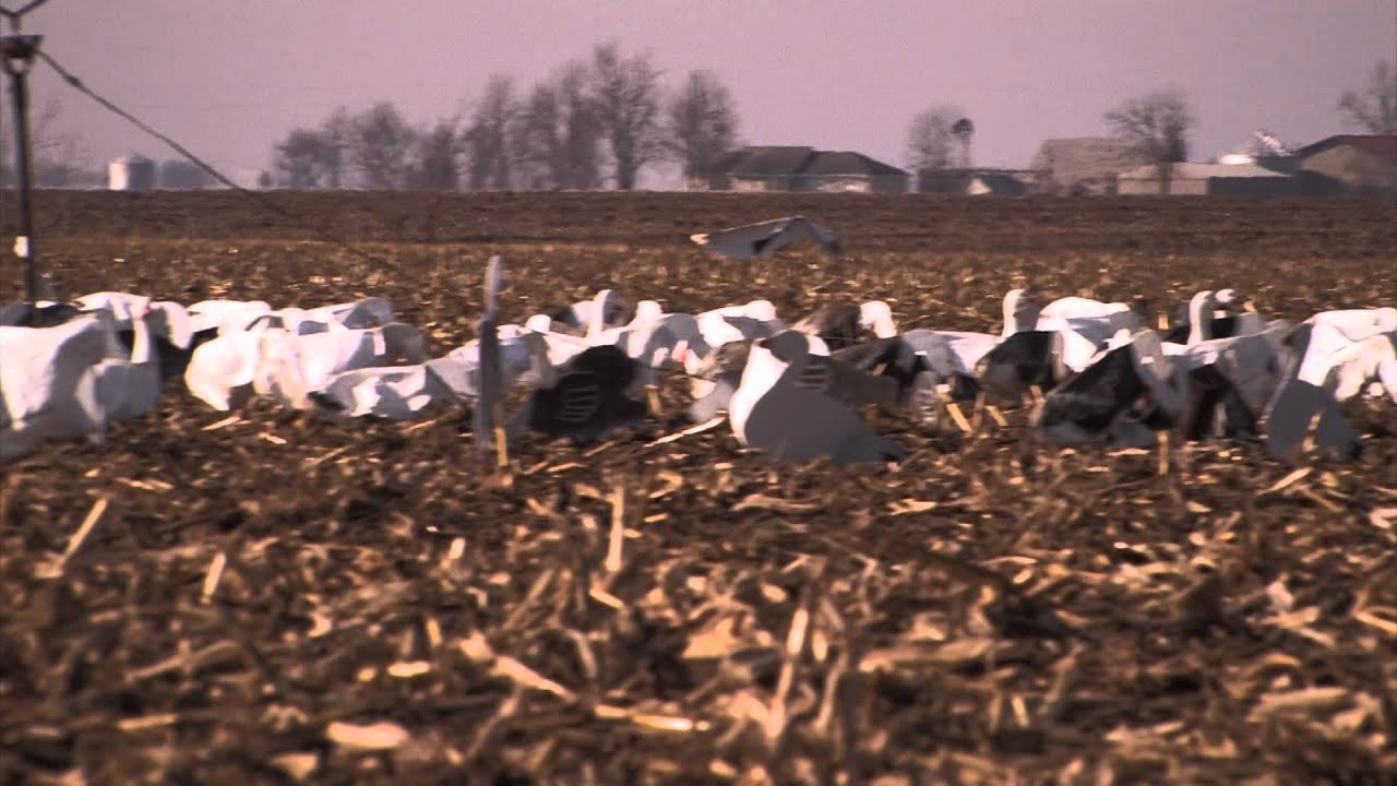 Snow Goose Hunting Opening Day of Conservation Season: Fowled Reality EP7