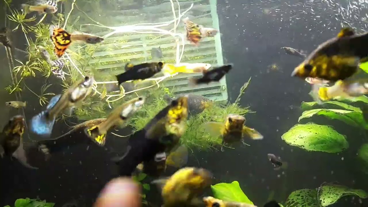 Przegląd mojego akwarium + mega paczka od Pana Rybki 🐠🫧🌿