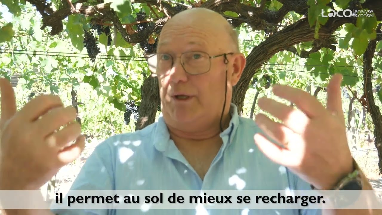 Comment aider la vigne à faire face aux stress hydrique et thermique comme en été 2022 ?