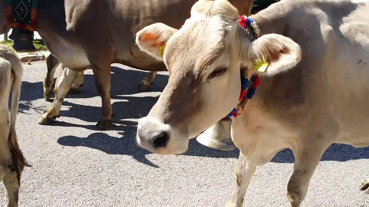 Meransen Almabtrieb 2015