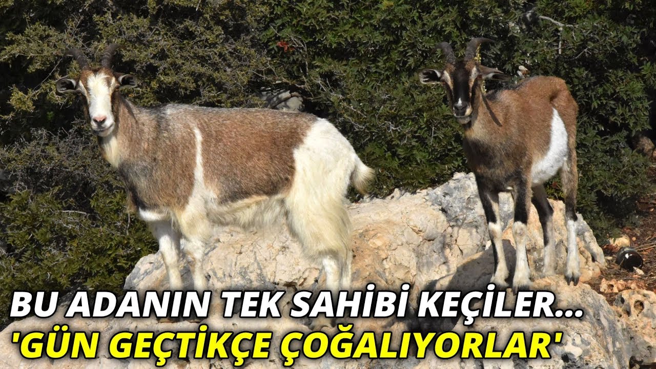 Bu adanın tek sahibi keçiler... 'Gün geçtikçe çoğalıyorlar'