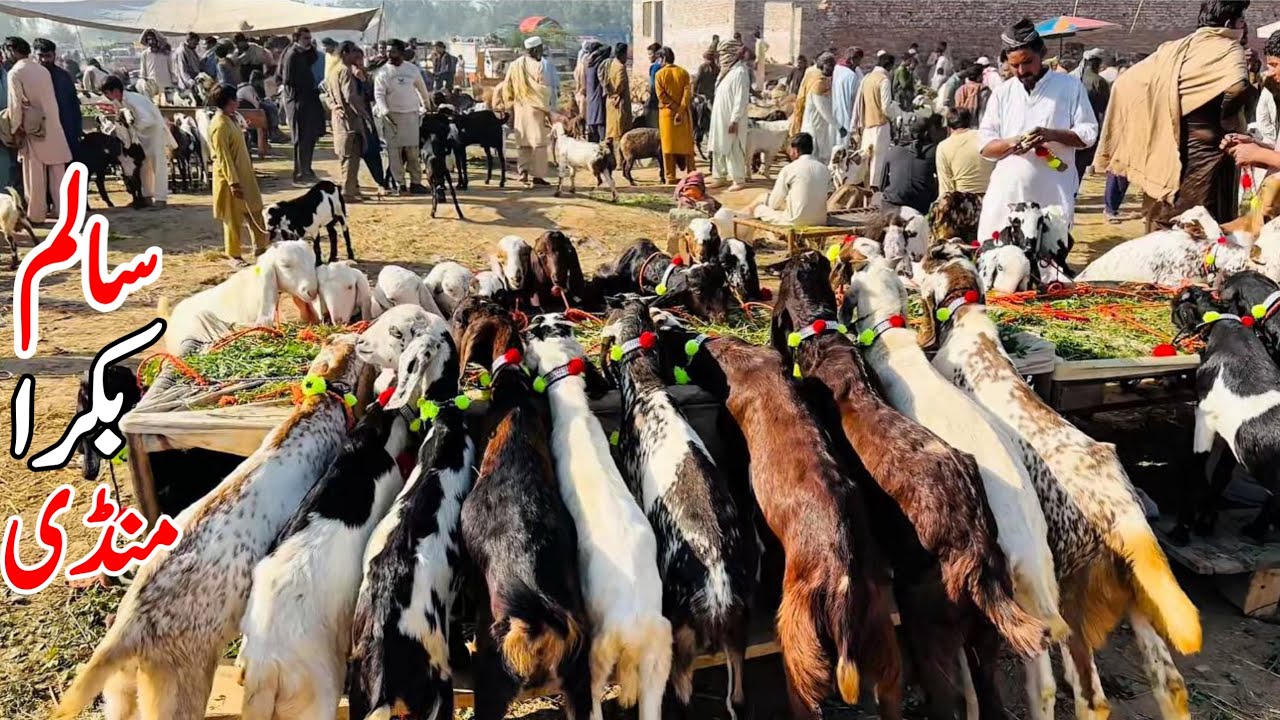 Salam Bakra Mandi Fresh Update | Today’s Latest update | Bakra mandi 