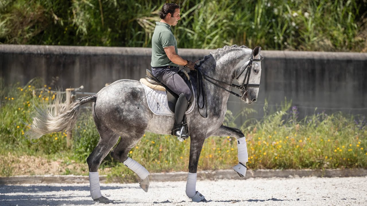 Horse for Sale |  PSG-Ready Lusitano Gelding with Grand Prix Potential (REF#1021)
