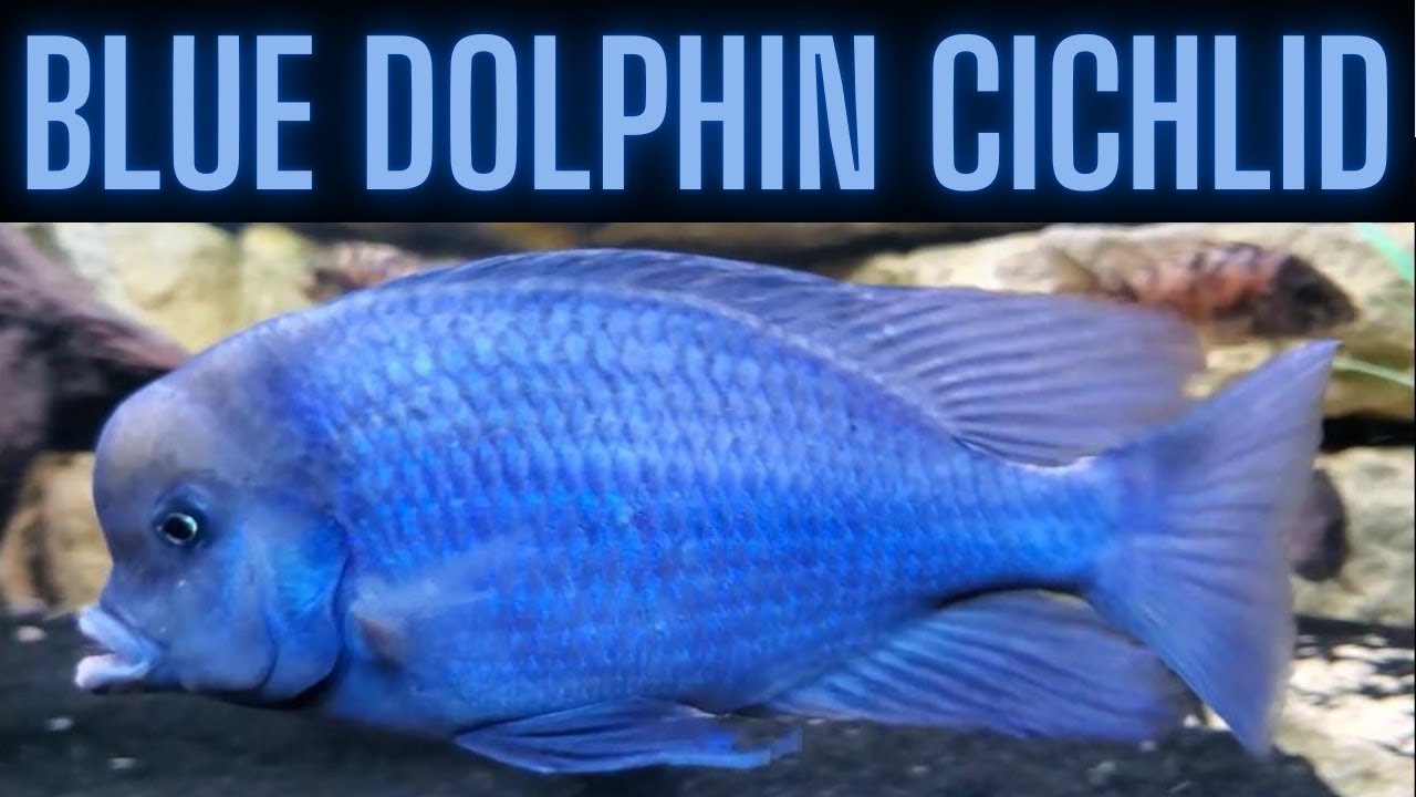 The Blue Dolphin Cichlid - Big, Blue, and Brilliant