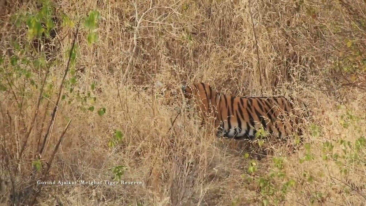 Queen of Narnala fort #Melghat tiger reserve 21-01-2023.