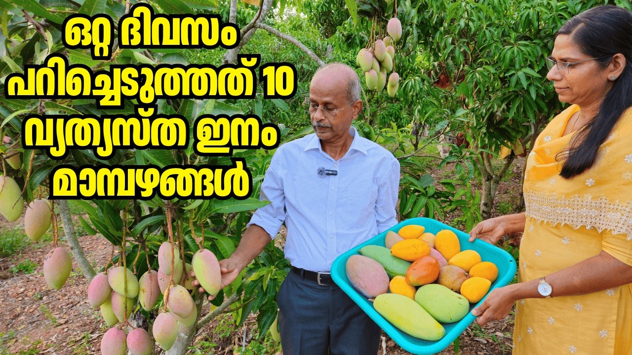 ഈ മാങ്ങകളുടെ പേരുകൾ നിങ്ങൾക്കറിയാമോ? മാമ്പഴ വിശേഷങ്ങൾ കാണാം. | Dr Johny Thomas | Mango Hives