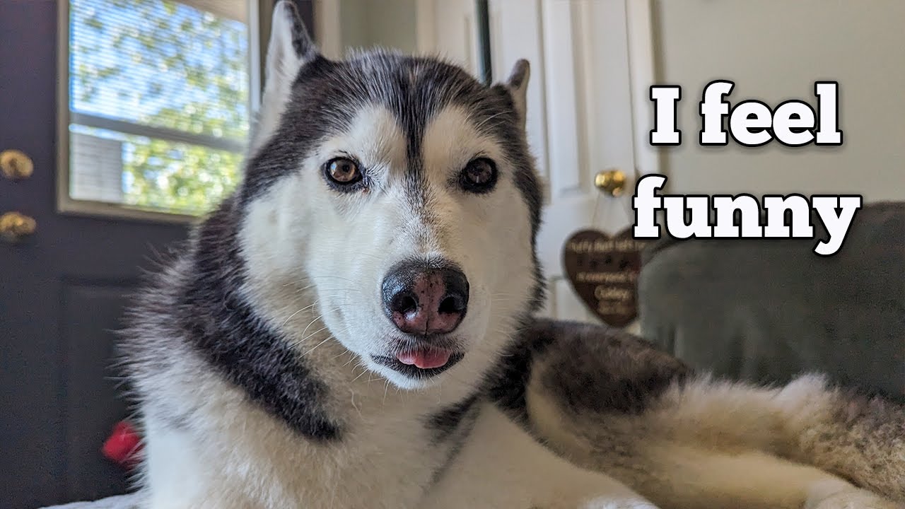 My Dog Got her TEETH Cleaned at the Vet!