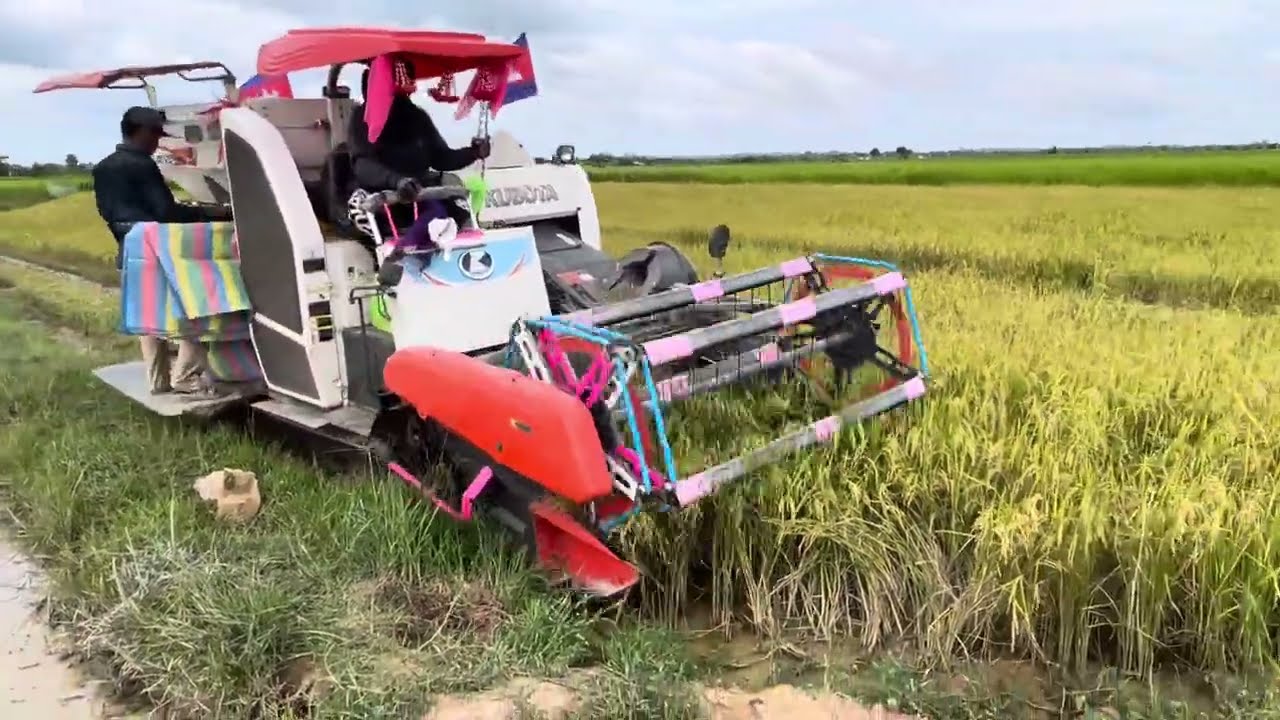 ចុះ​ច្រូត​កាត់​ទៀត​ហេីយ​#viralvideo #youtubeshorts #reels #farmer #farming #nature #field #happy 