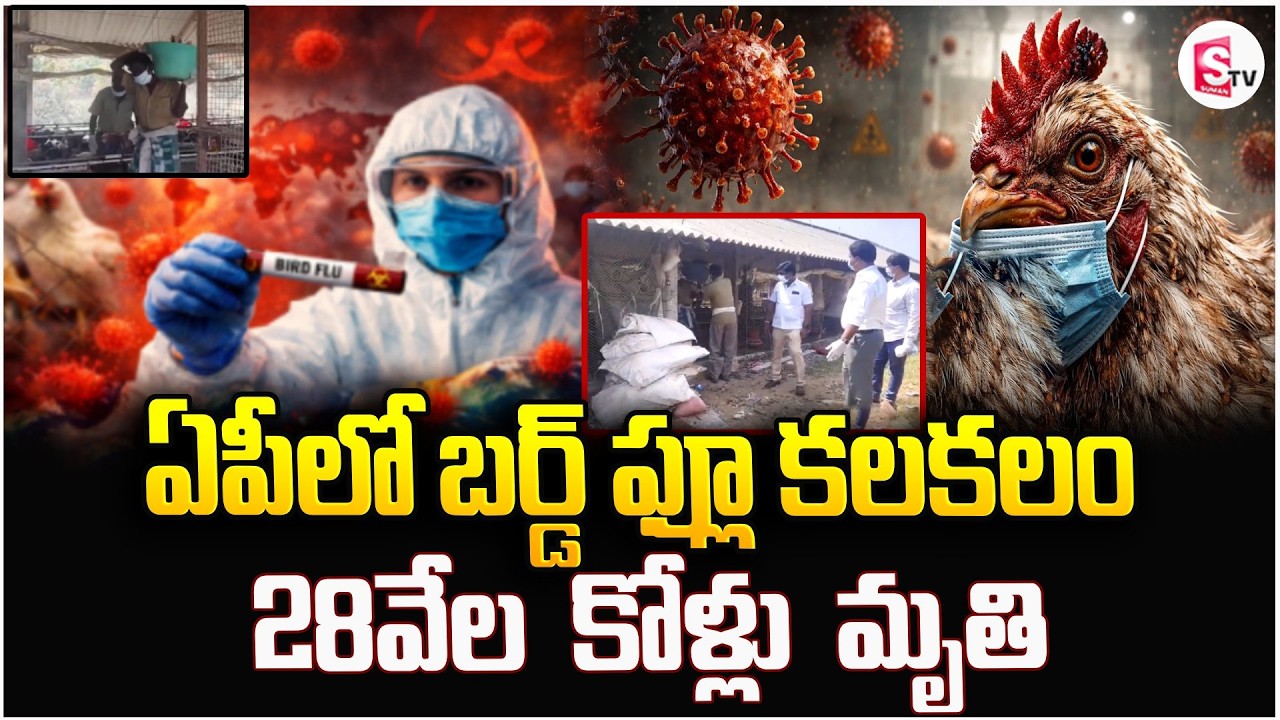 ఏపీలో బర్డ్ ఫ్లూ కలకలం | Bird Flu Outbreak In Chittoor | Bird Flu Alert For AP | SumanTV Sai