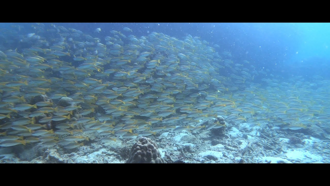 Scuba Diving @Koh Samae San