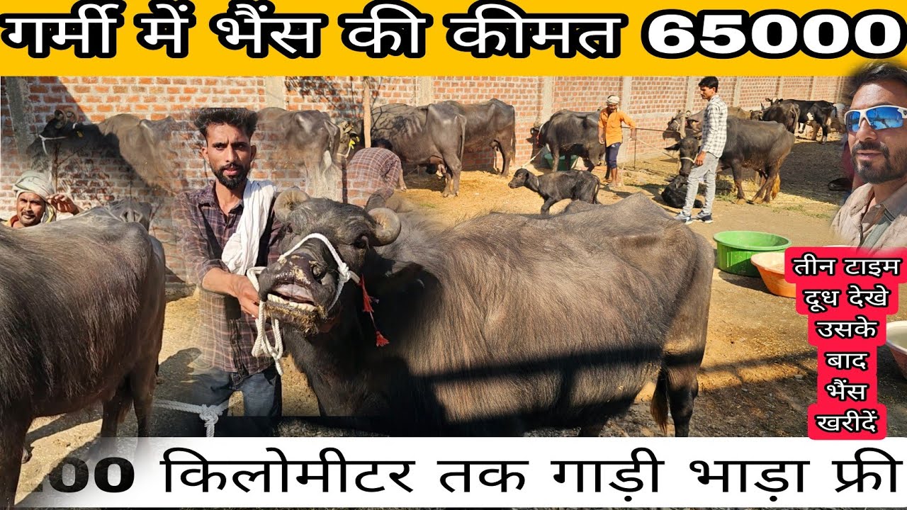 65 हज़ार गर्मी में #मुर्रा_भैंस की कीमत इतनी #सस्ती सुनकर चौंक जाएंगे 😱 ?00 किलोमिटर गाड़ी भाडा फ्री