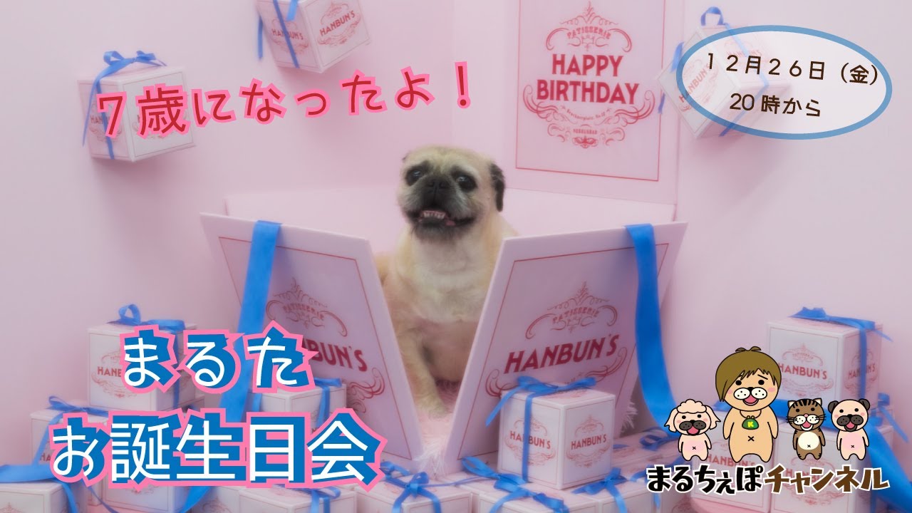 まるたくんお誕生日会🐕プレゼント開封【まるちぇぽ🏠】