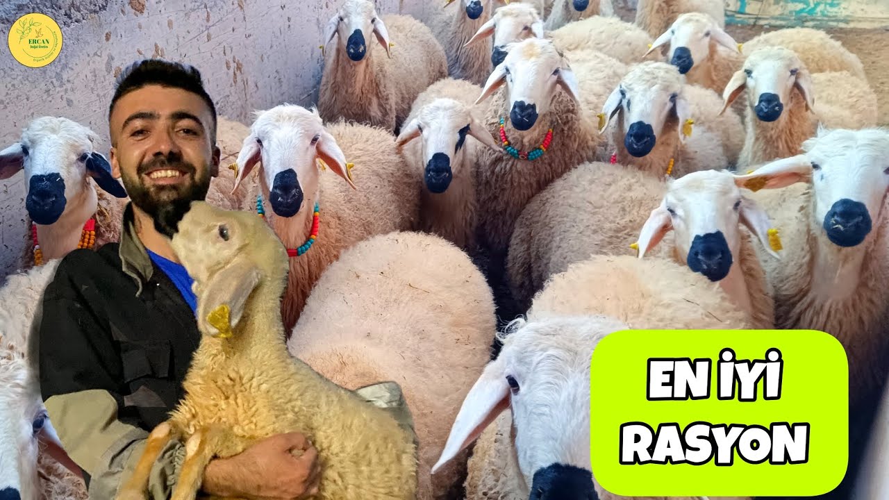 KÜÇÜKBAŞ HAYVAN NE YER? ( Küçükbaş hayvan yem rasyonu nedir?) 