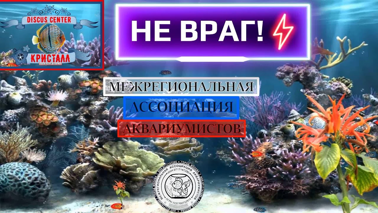 Вся правда про МААК! Всё как на духу! 😆 👍