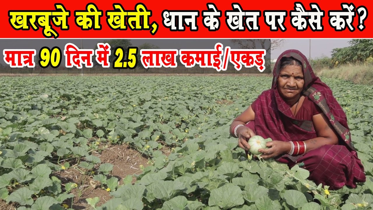 खरबूजा की खेती ,धान के बाद कैसे करें?Commercial Muskmelon Farming | Fruit Farming AgriBusiness