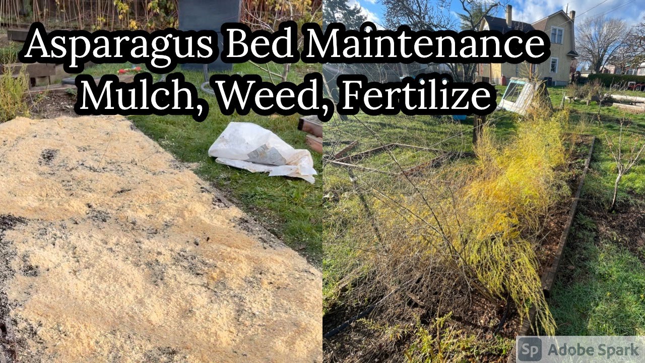 Asparagus Bed Winter Maintenance and Mulch Food Forest Olympic Peninsula Zone 8B