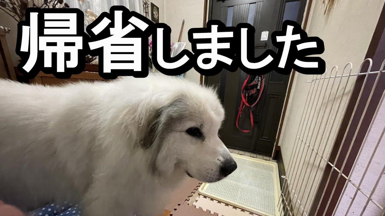 【GPラム】とうちゃんの実家に帰ってきました