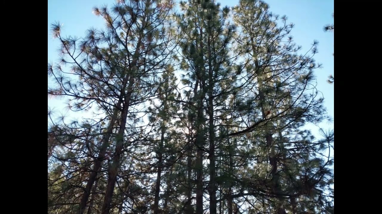 A Huge Tree in the Tsukamori Forest Remake Cover By Ben Carr