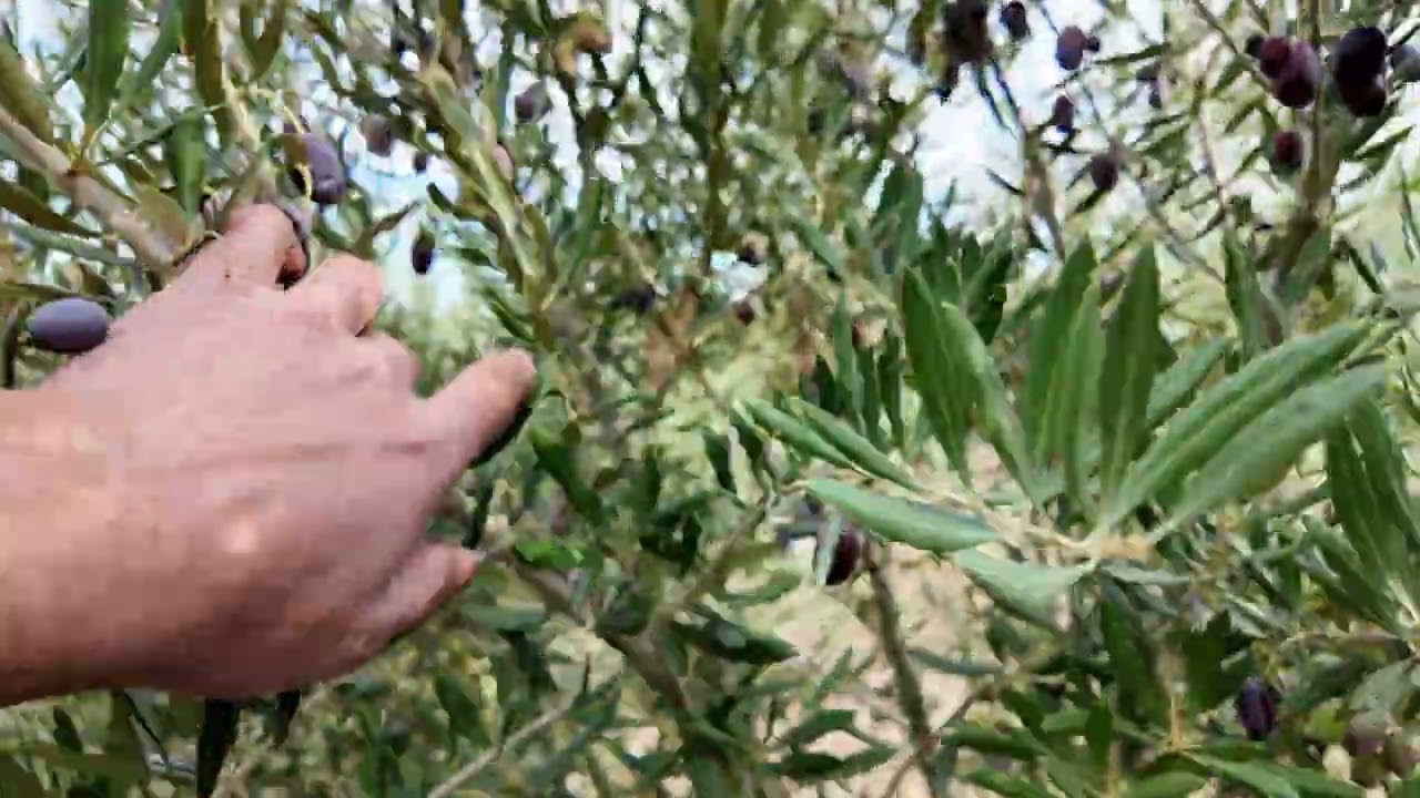 3 Yaşında, Lecciana Zeytin Bah&ccedil;esi. #zeytin #olive #zeytinyağı #lecciana  #oliveoil