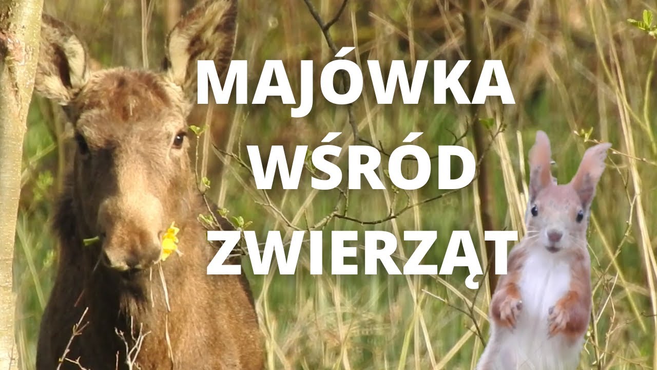 Majówka wśród zwierząt