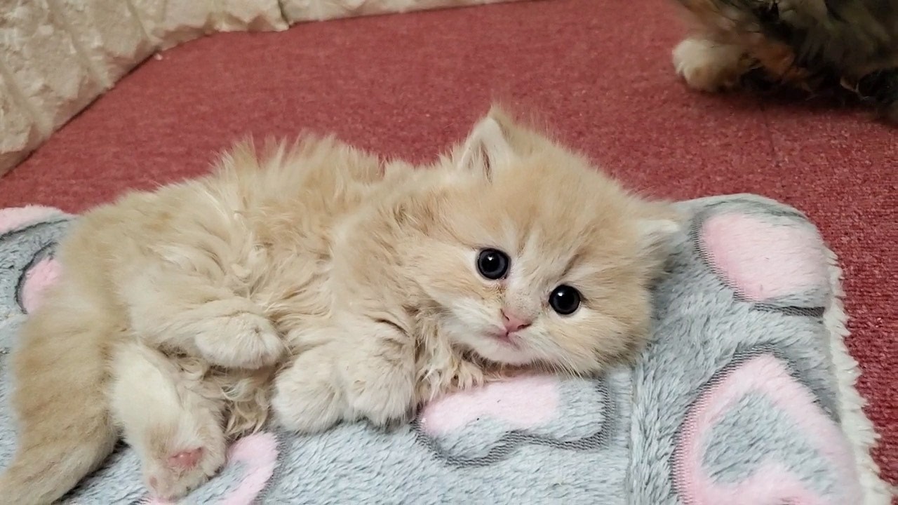 ふわふわモコモコ・ミヌエット短足ちゃん