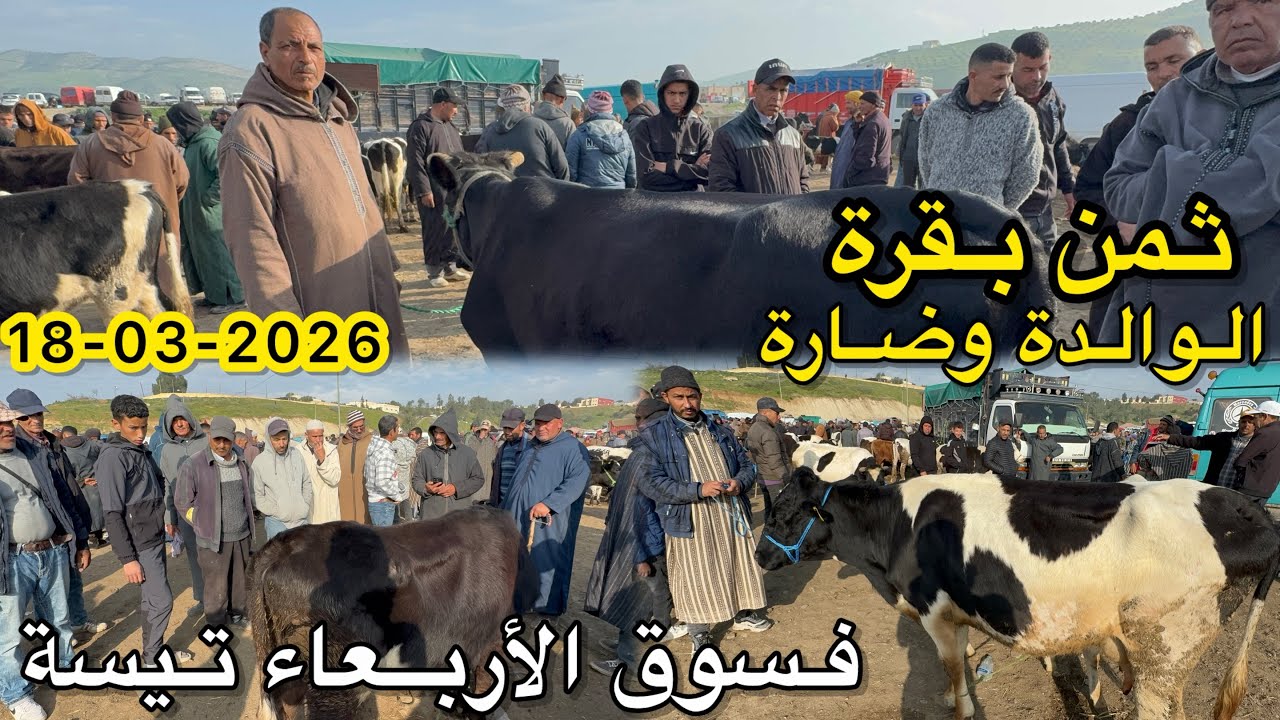 ثمن بقرة الوالدة وضارة فسوق أربعاء تيسة 18/03/2026