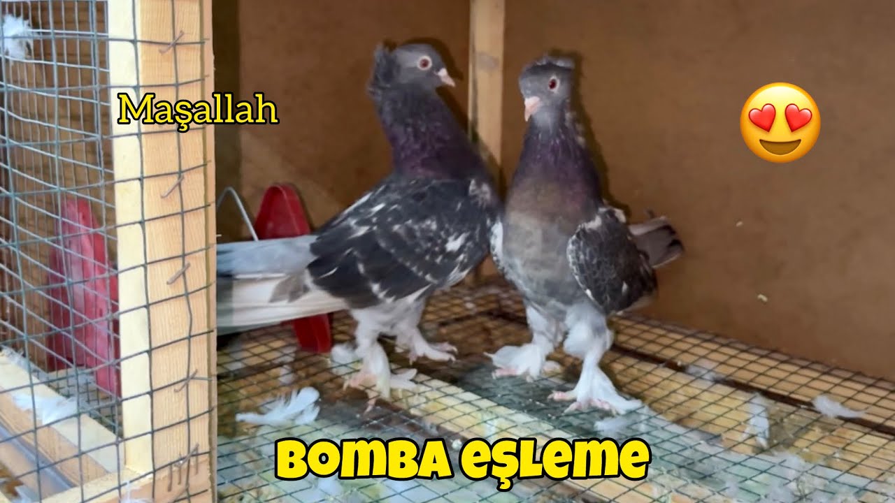 Harika Bir Eşleme Yaptık 💯 Mohikanlar Damızlık Kümesine 🕊️ Hastalık Ne Durumda ❔@Önder Çağdaş