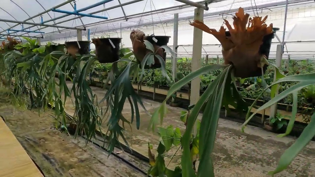 RONGFERN