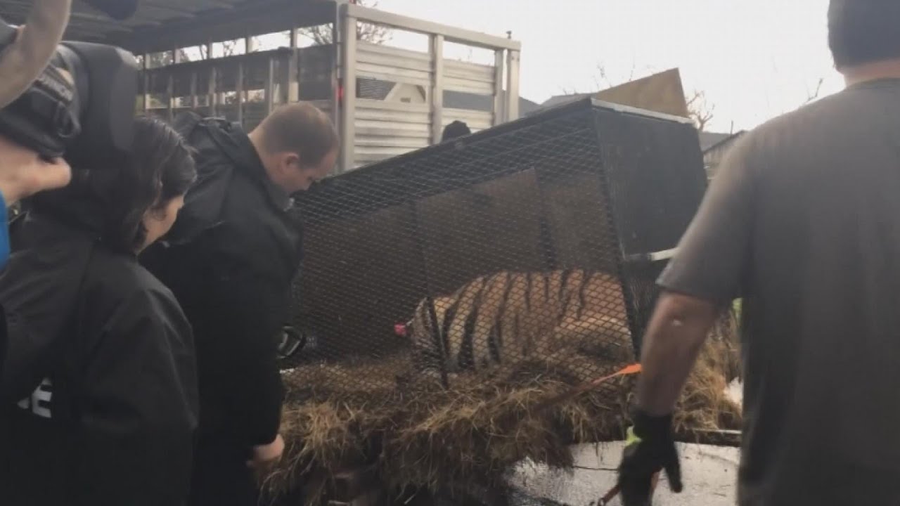 Caged tiger found in abandoned Texas home