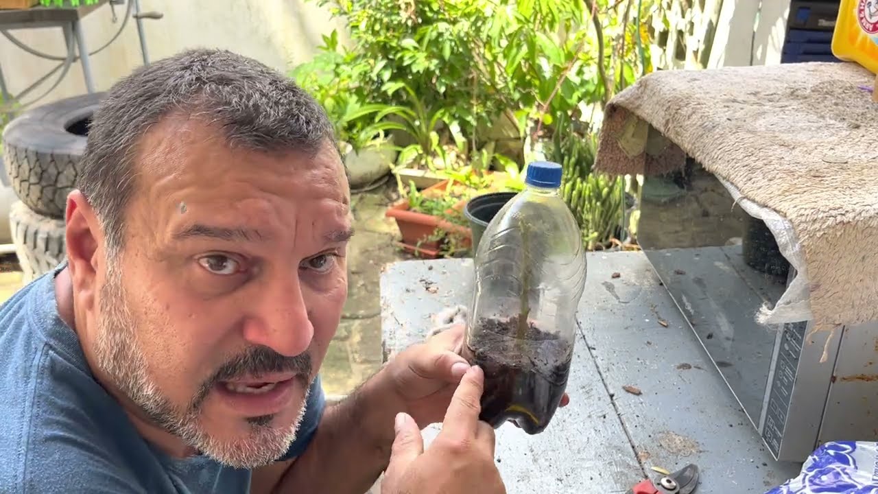 Propagación de esquejé de aguacate, segundo intento.