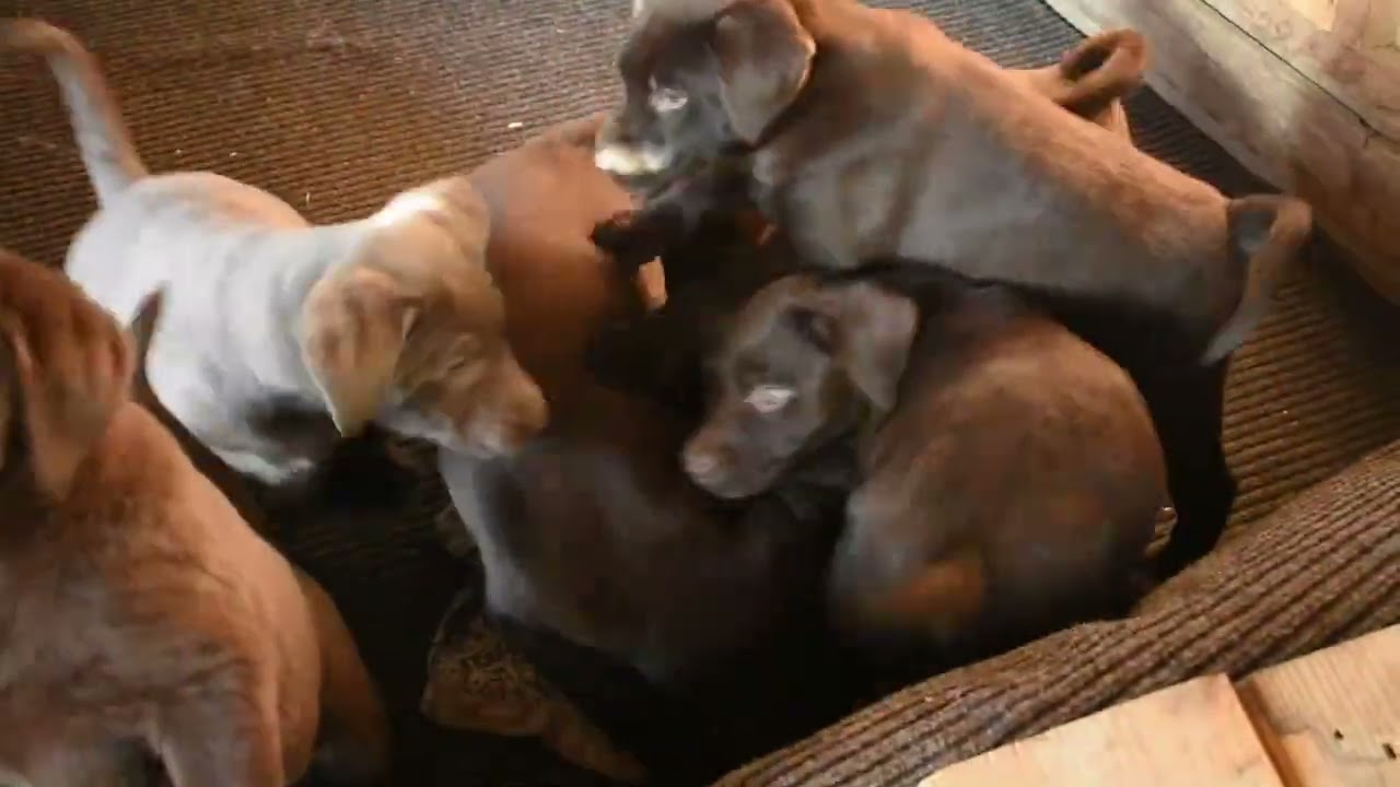 Labrador Retriever Puppies For Sale