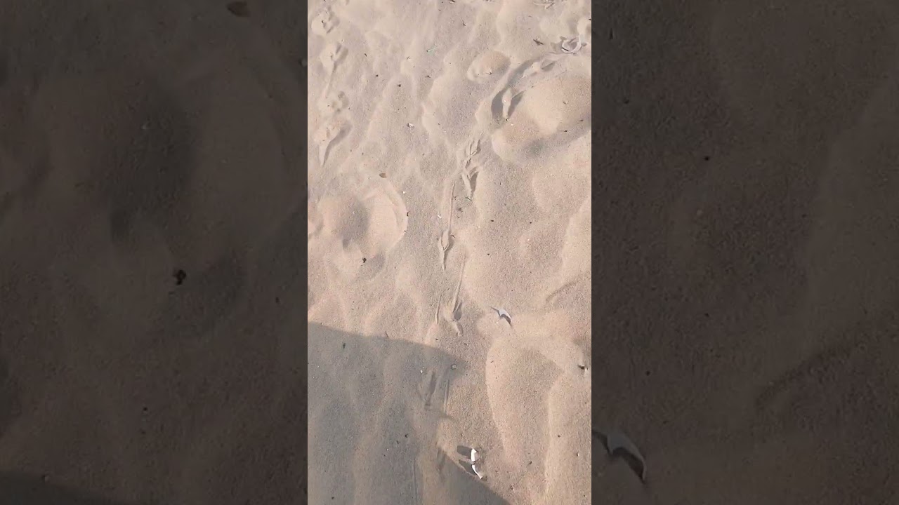 ## crow walking on the sea sand## song## ramarajan hits## shorts##