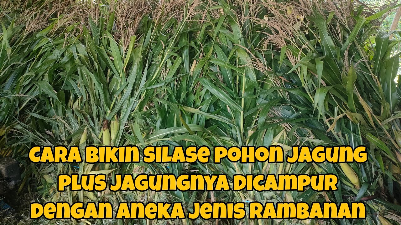 Cara Bikin Silase Pohon Jagung Plus Jagungnya Dicampur Dengan Aneka Jenis Rambanan