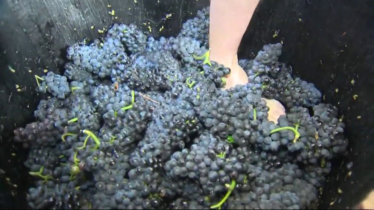 Previewing grape stomp competition at Hawks View Cellars