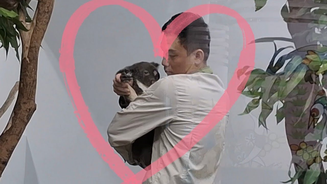 台北動物園無尾熊在保育員的愛裡長大🩷 #koala #taipeizoo