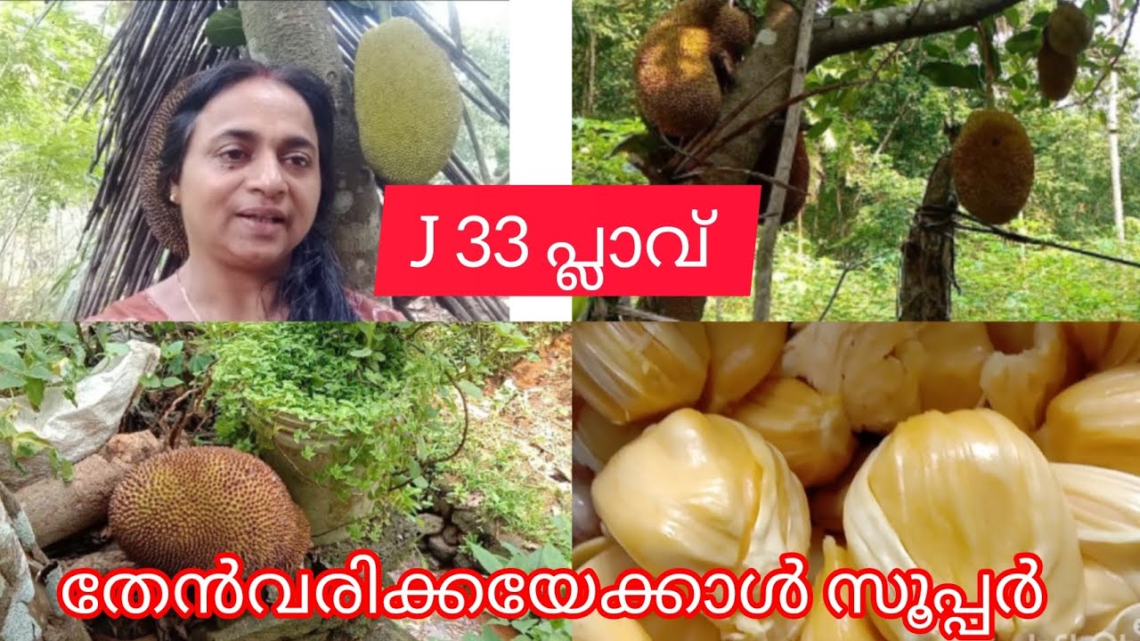 J33 പ്ലാവ് | തേൻ വരിക്കയെ വെല്ലുന്ന മധുരം #jackfruit #jaivakrishi