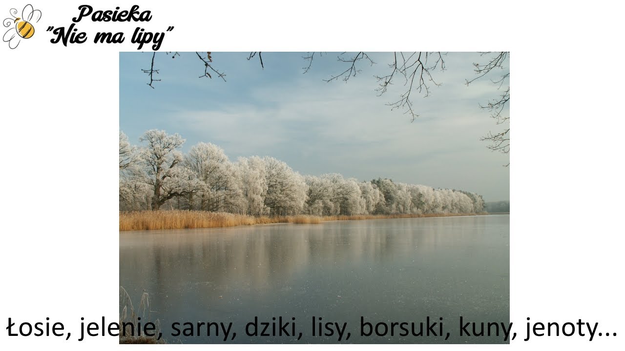 Nowe pasieczysko w lesie, trochę teorii z Bartnika Postępowego i praktyka w terenie. Pasieka 2022r.