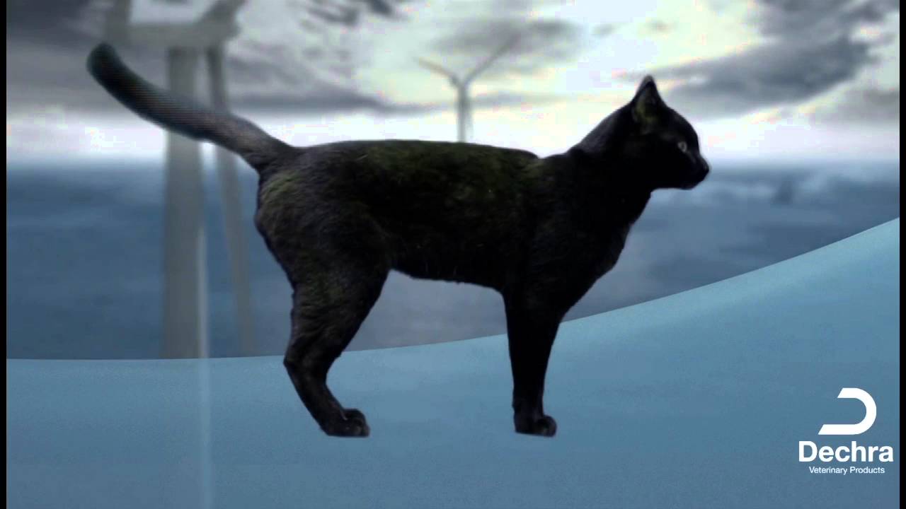 Hyperthyreose bei der Katze