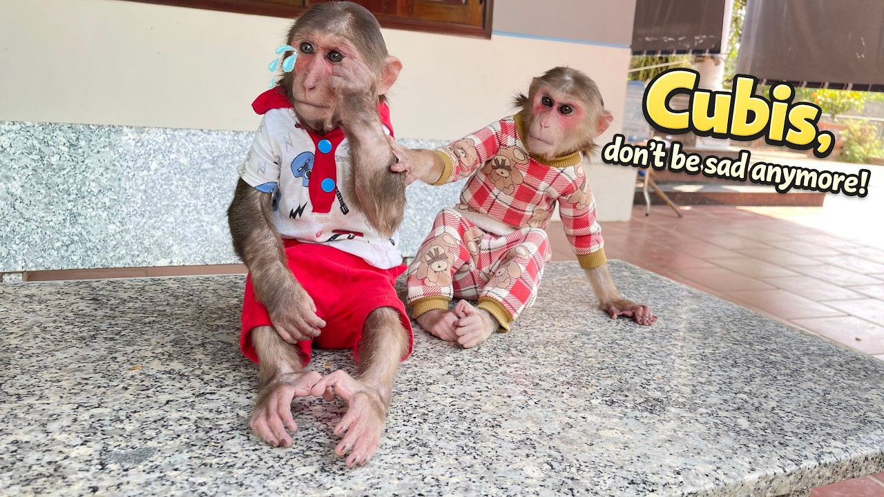 Cubis Receives Surprising News from Thang… Is Luk Coming Home 😳