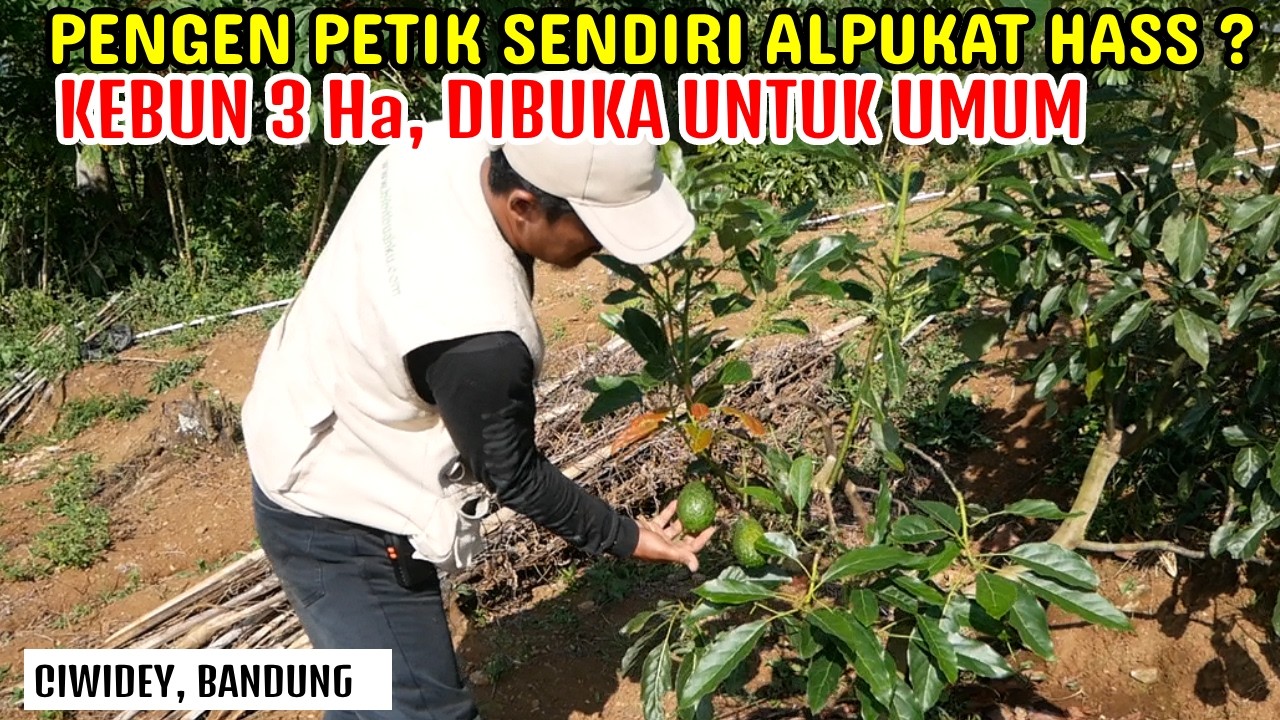 Kebun Alpukat Hass, Pinkerton, Aligator & Miki 3 Ha | CIWIDEY, BANDUNG