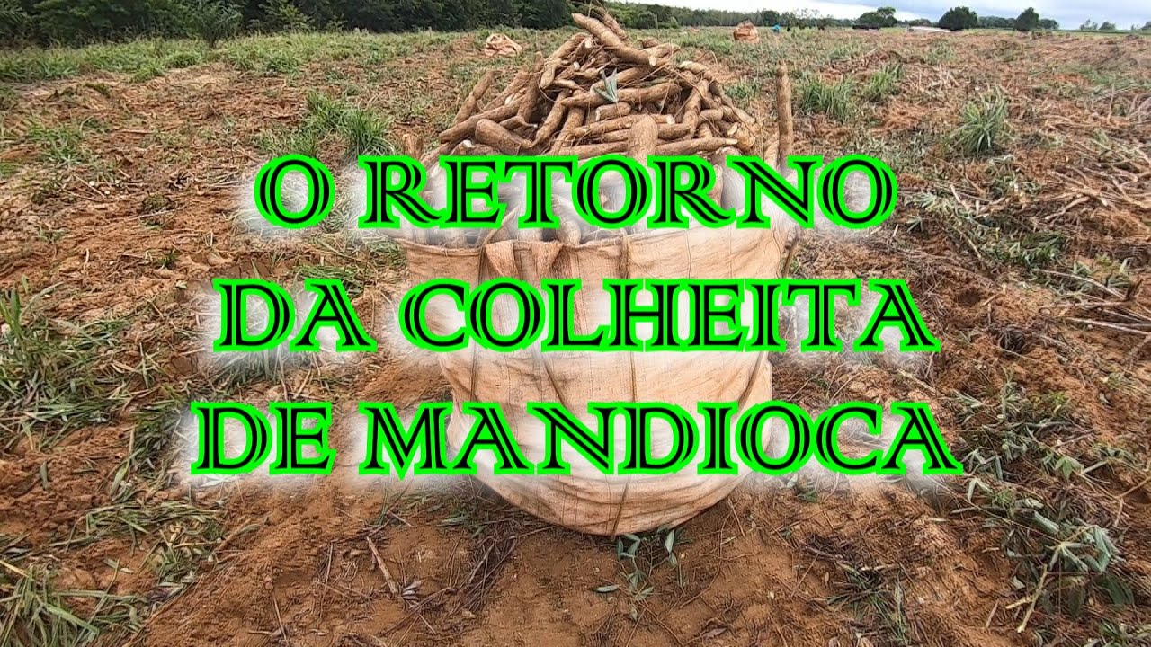 O RETORNO DA COLHEITA DE MANDIOCA