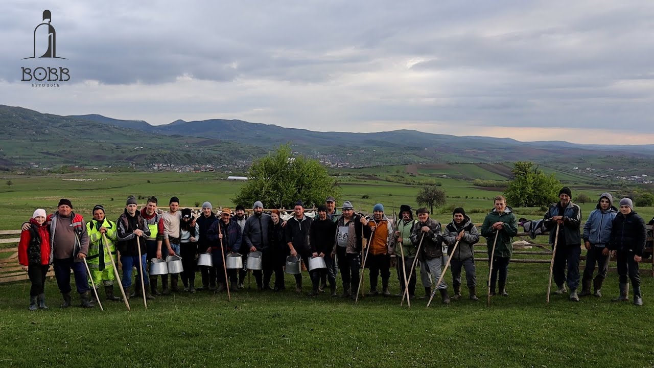 MĂSURA OILOR LA STÂNA FRAȚILOR COTU din satul DUMITRA, jud. BISTRIȚA | TRADIȚIA MERGE MAI DEPARTE P1