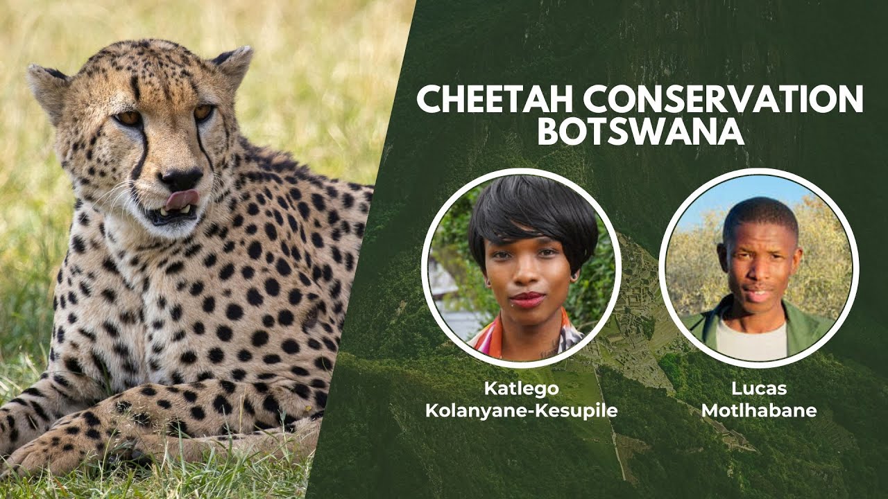 The Cheetahs of Botswana | Wildlife Conservation Expo