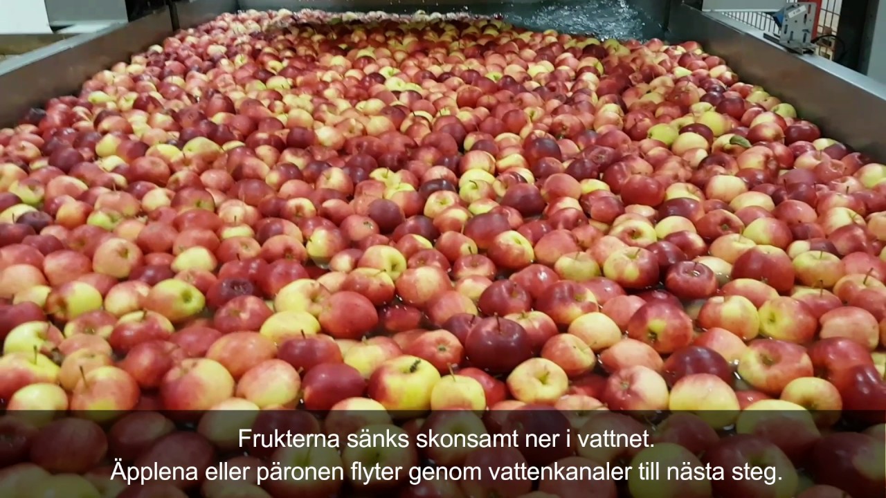 Sortering av äpplen hos Daniels Frukt, Åland, Finland.